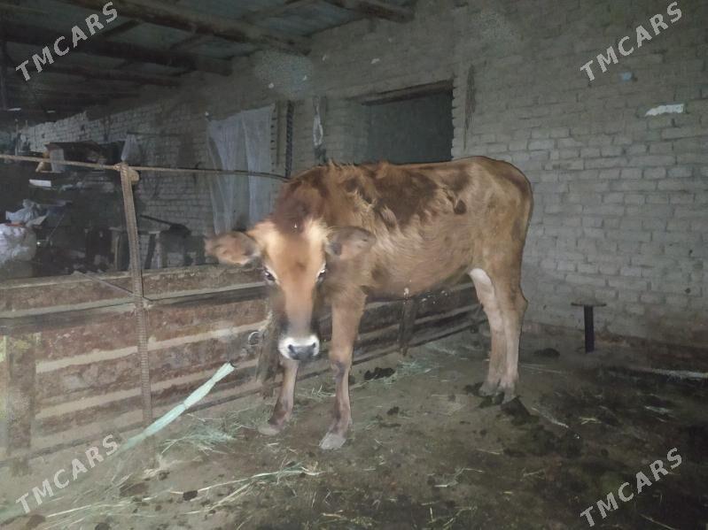 Gõle  Gulajyn Mal - Sakarçäge - img 2