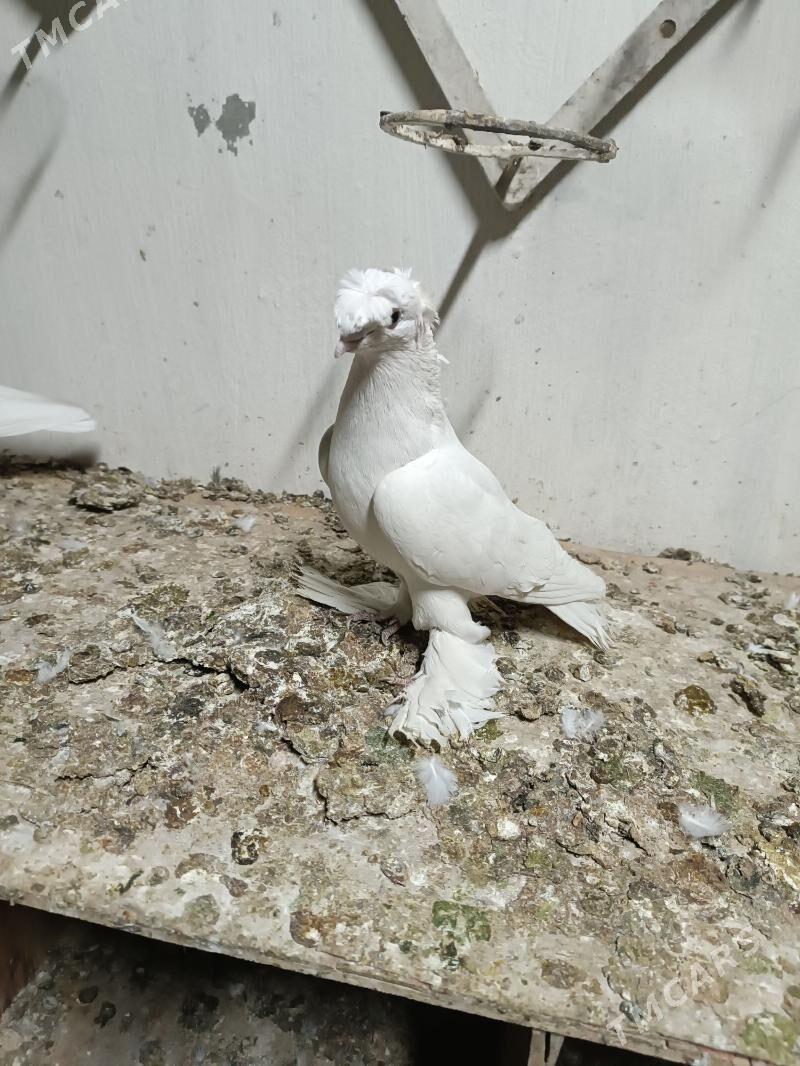 Kepderi - Mary - img 4