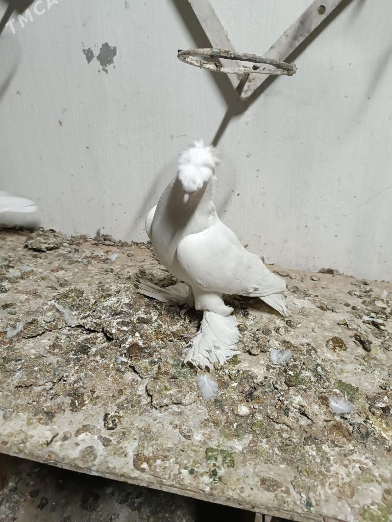 Kepderi - Mary - img 5