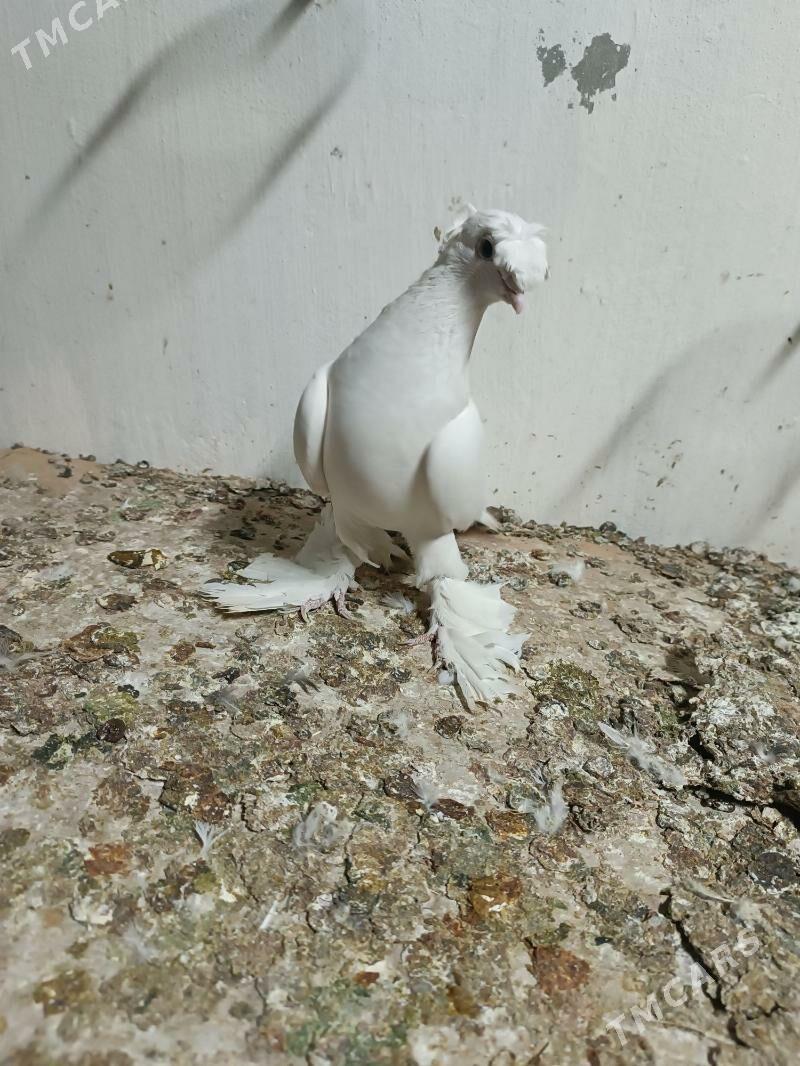 Kepderi - Mary - img 1