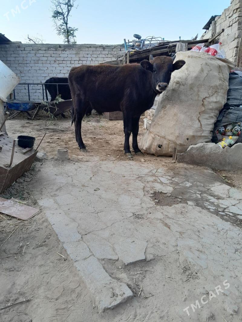 Öküz - Кëши - img 3