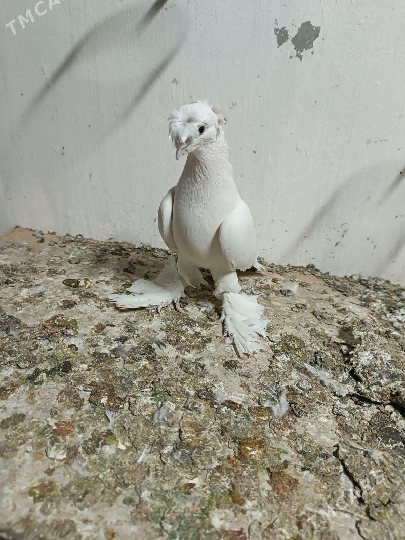 Kepderi - Mary - img 2