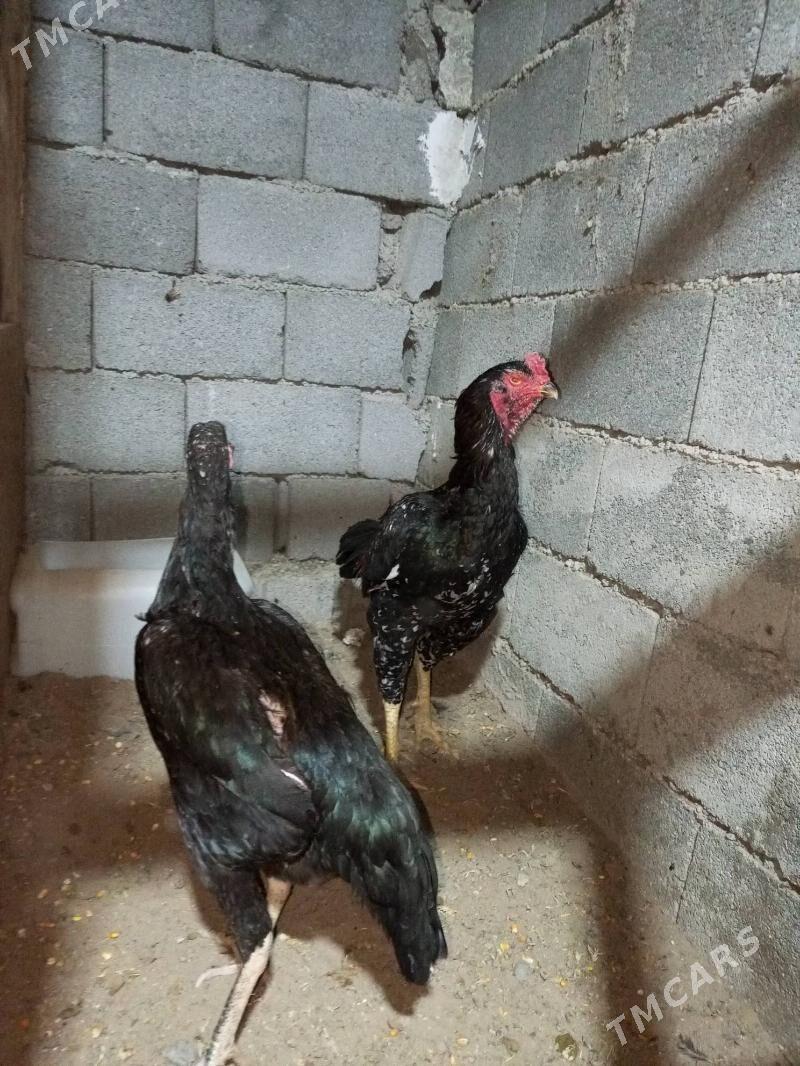 taşkent yumurutga - Чоганлы - img 2