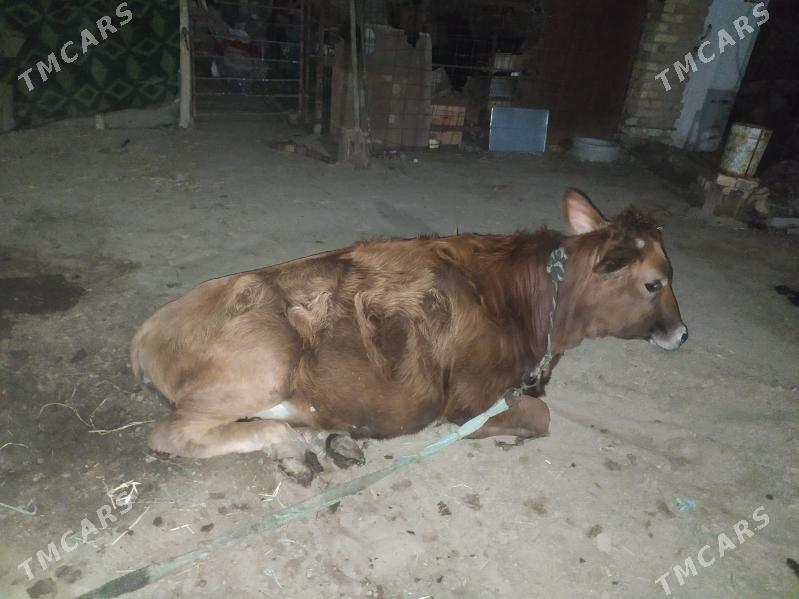 Gõle  Gulajyn Mal - Sakarçäge - img 3