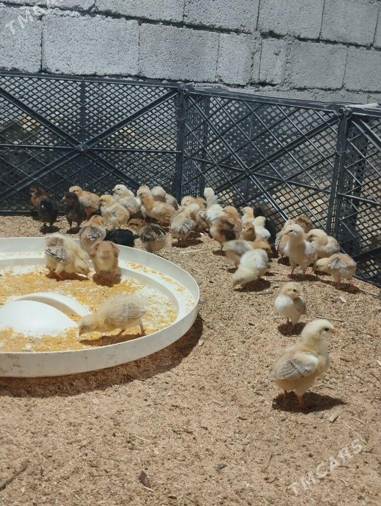 juje - Aşgabat - img 5