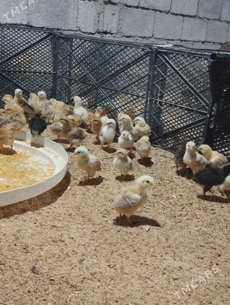 juje - Aşgabat - img 6