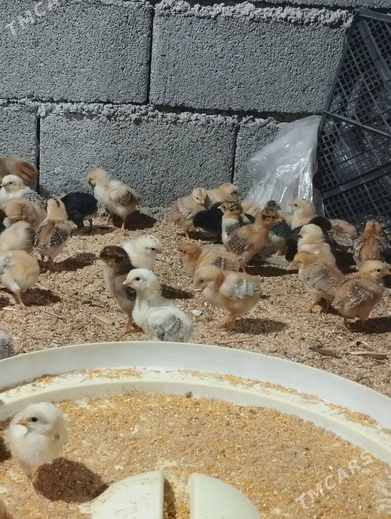 juje - Aşgabat - img 3