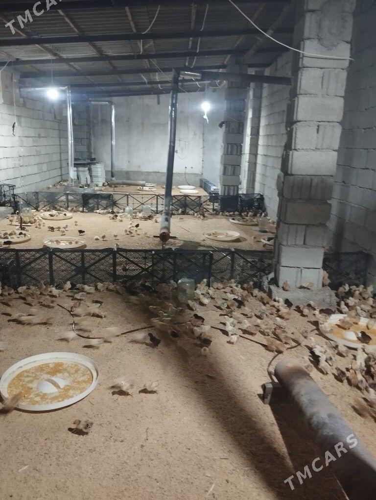 juje - Aşgabat - img 7