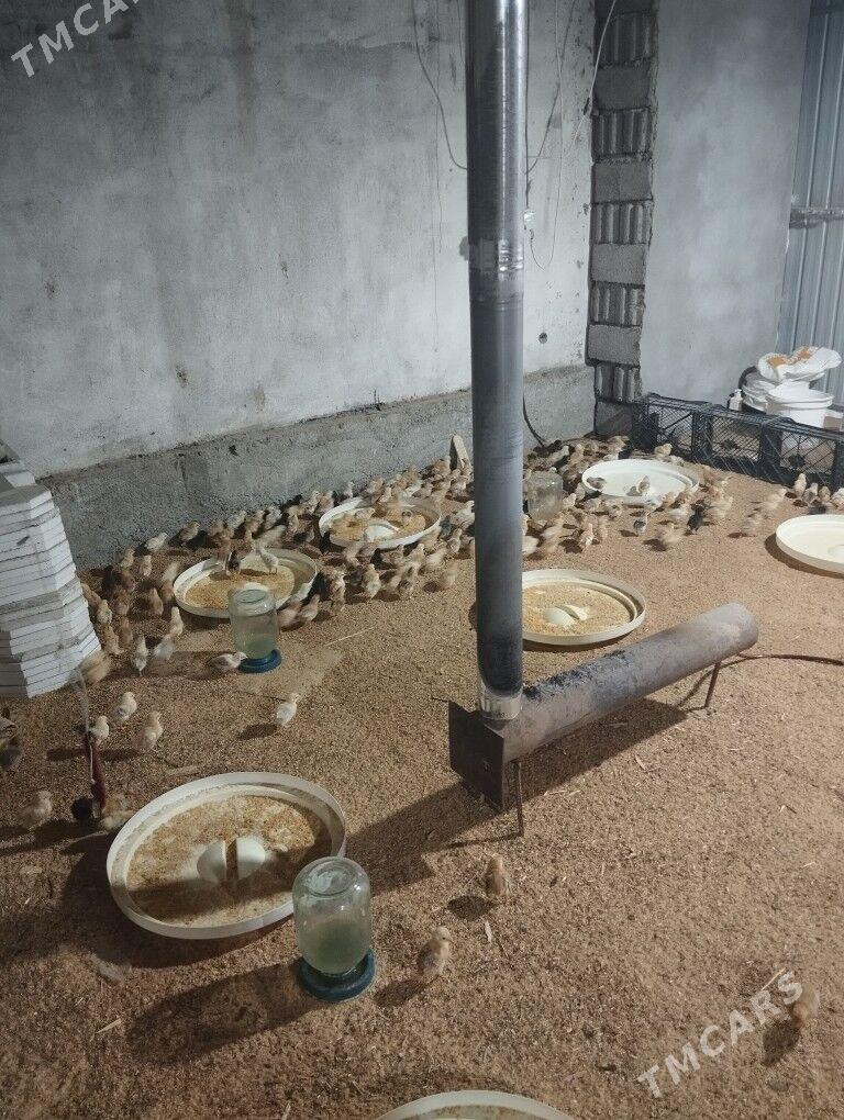 juje - Aşgabat - img 9