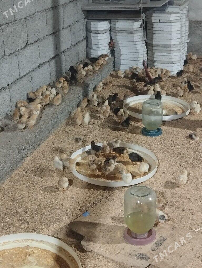 juje - Aşgabat - img 4