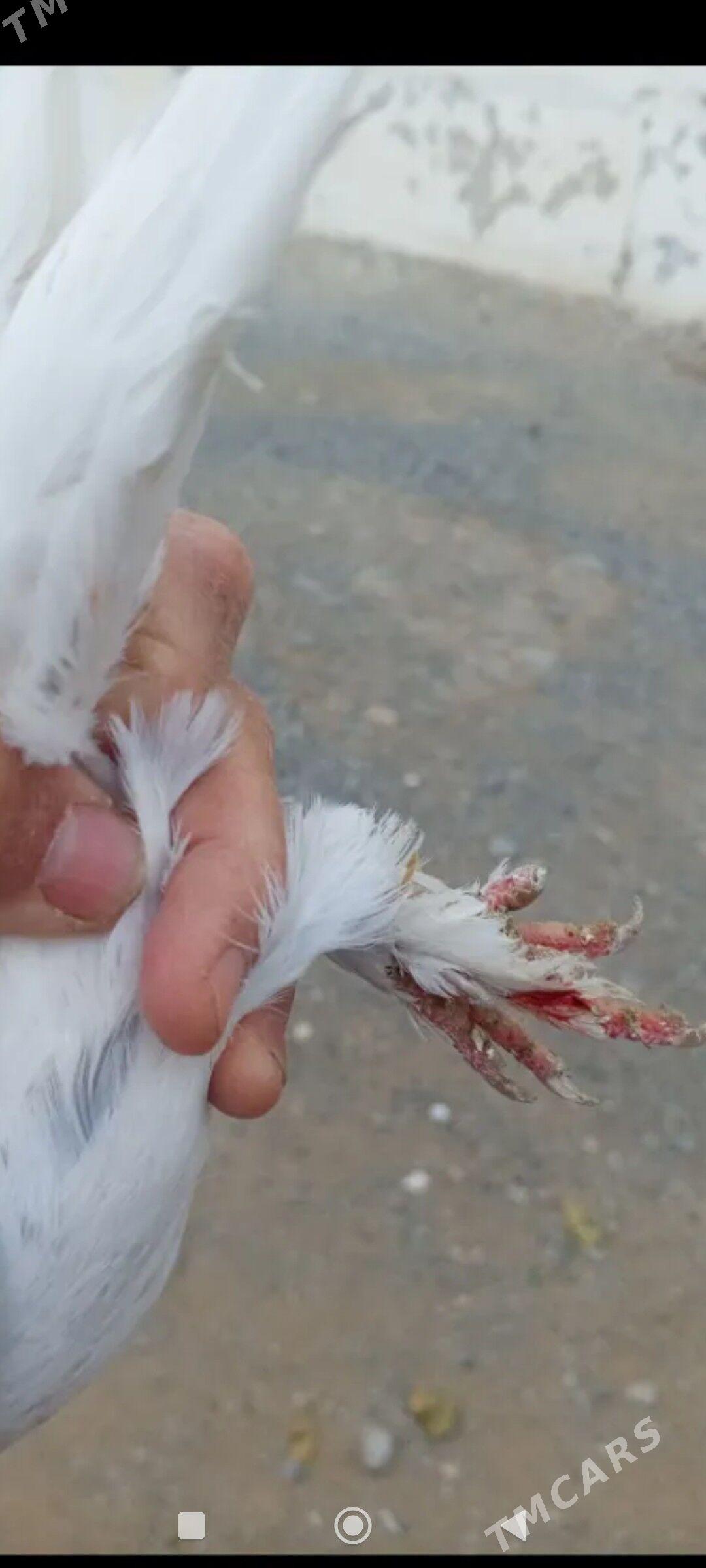 kepderi - Aşgabat - img 3