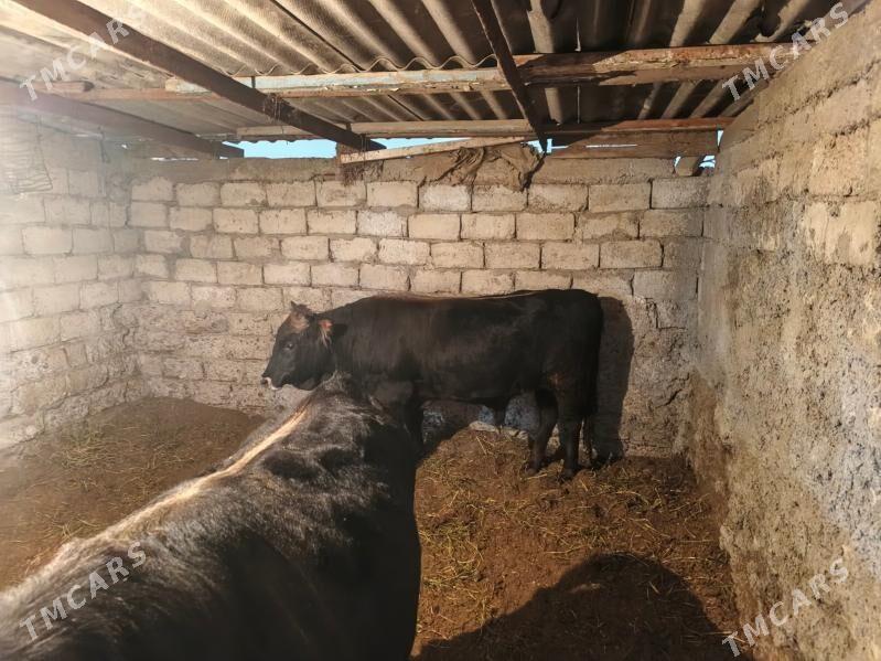 okiz swes - Бузмеин - img 2