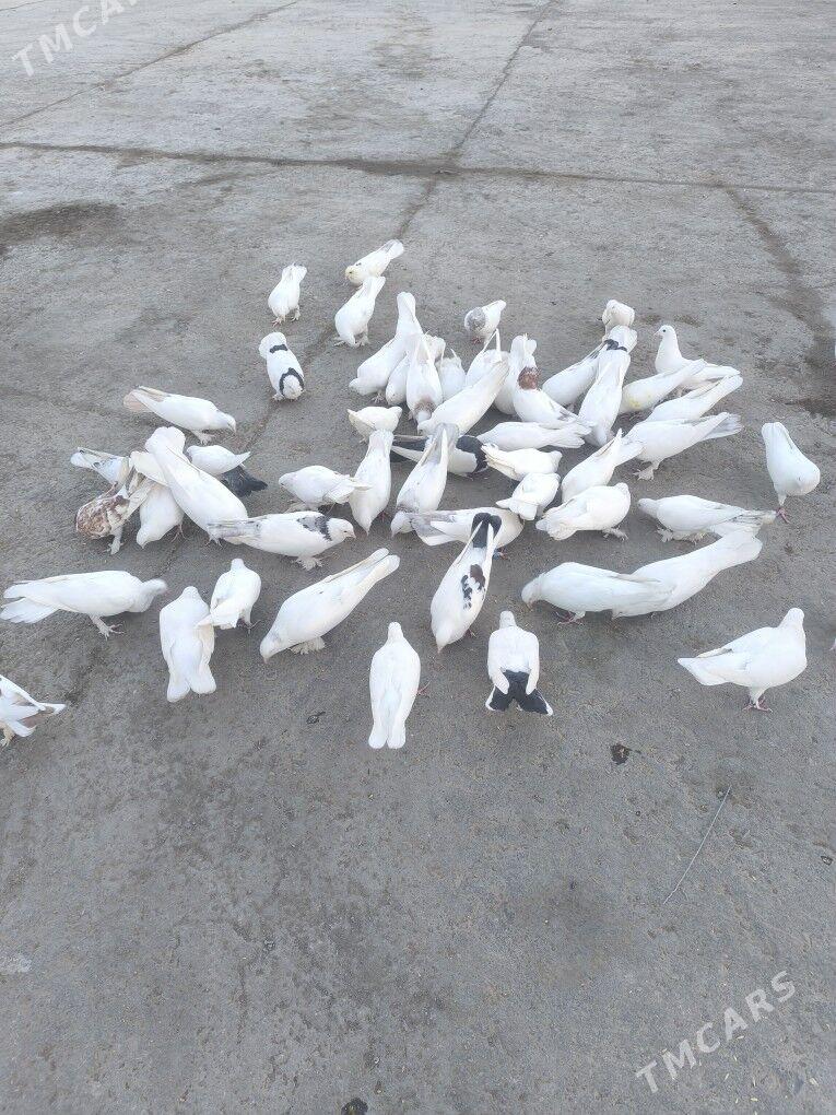 Kepderi Голуби - Büzmeýin - img 2