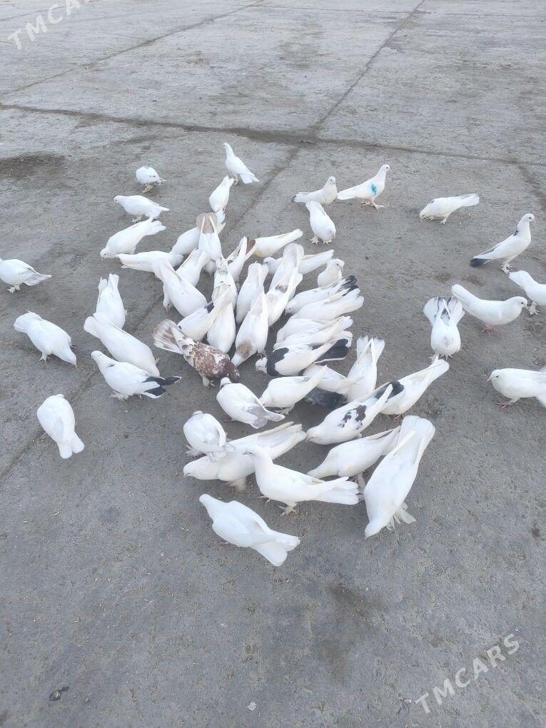 Kepderi Голуби - Büzmeýin - img 3