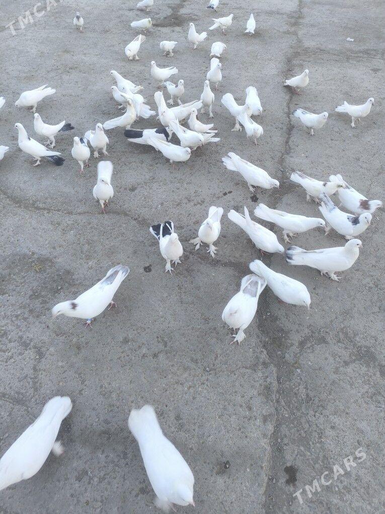 Kepderi Голуби - Büzmeýin - img 1