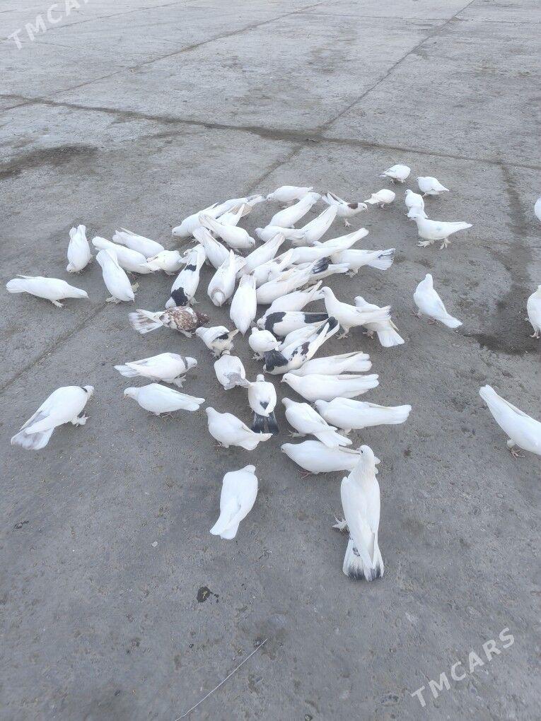 Kepderi Голуби - Büzmeýin - img 4