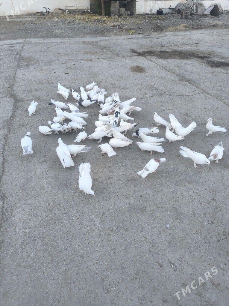 Kepderi Голуби - Büzmeýin - img 8