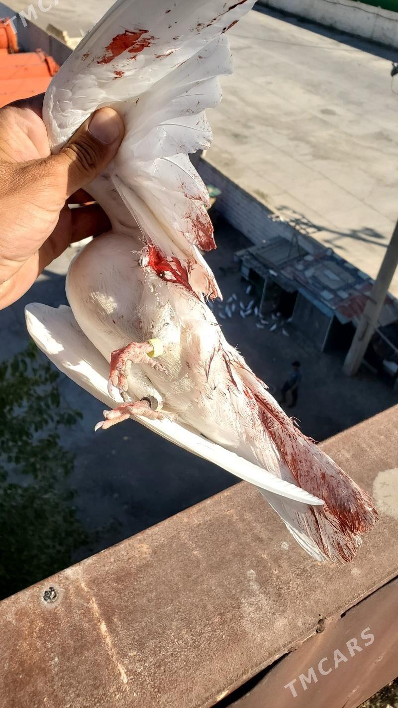 Kepderi Голуби - Büzmeýin - img 10