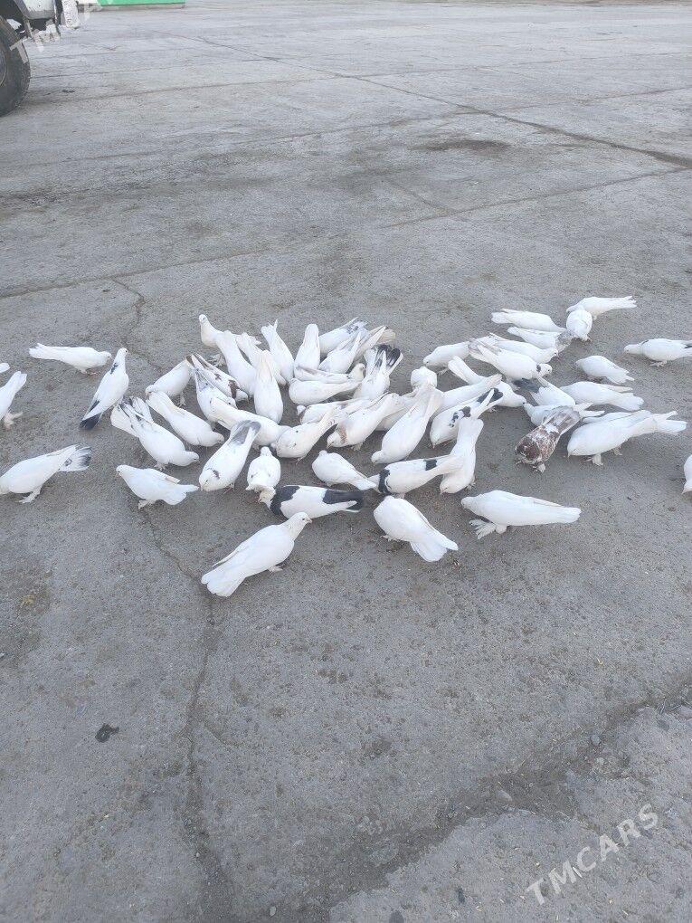 Kepderi Голуби - Büzmeýin - img 5