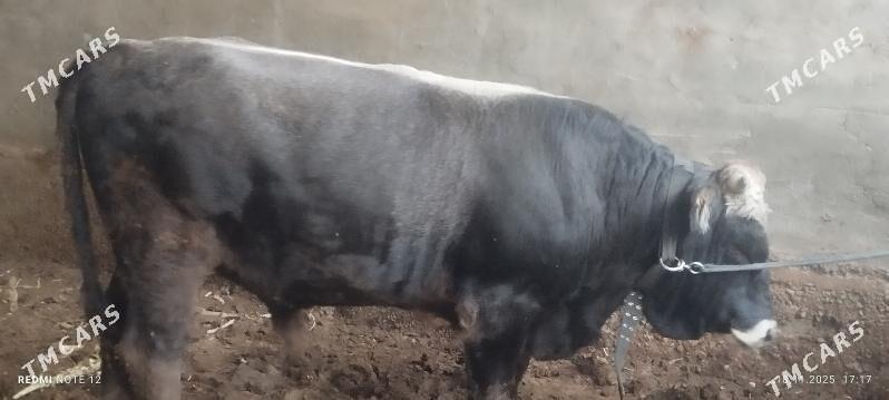 öküz - Ашхабад - img 3