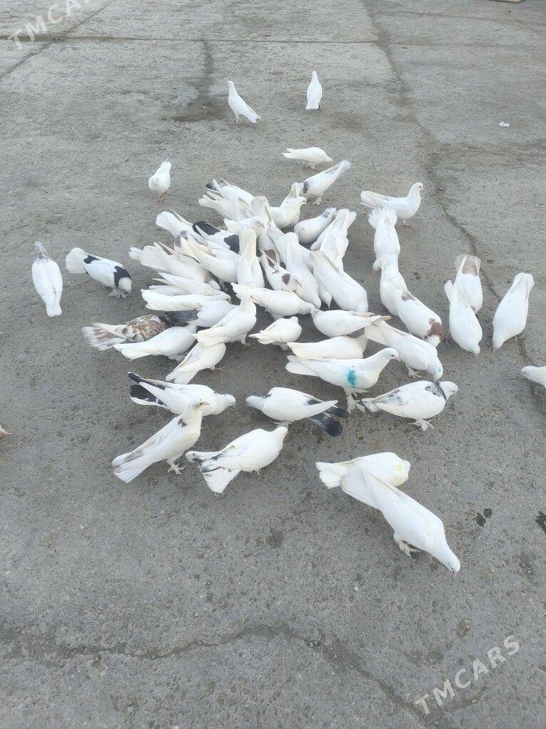 Kepderi Голуби - Büzmeýin - img 6