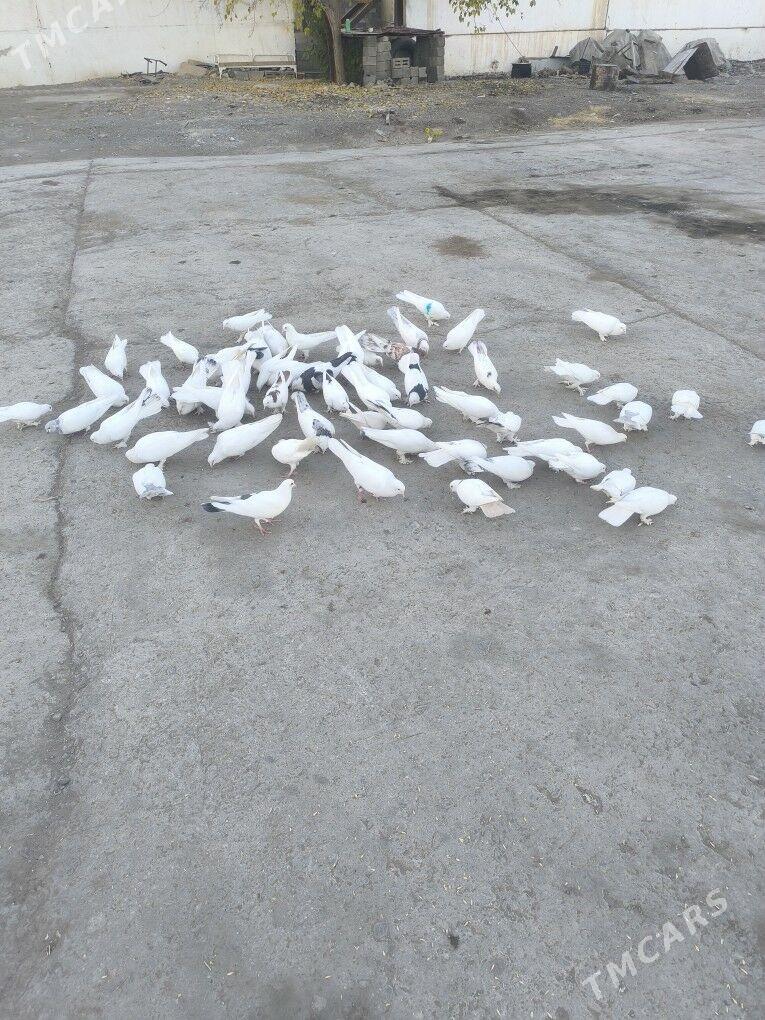 Kepderi Голуби - Büzmeýin - img 7