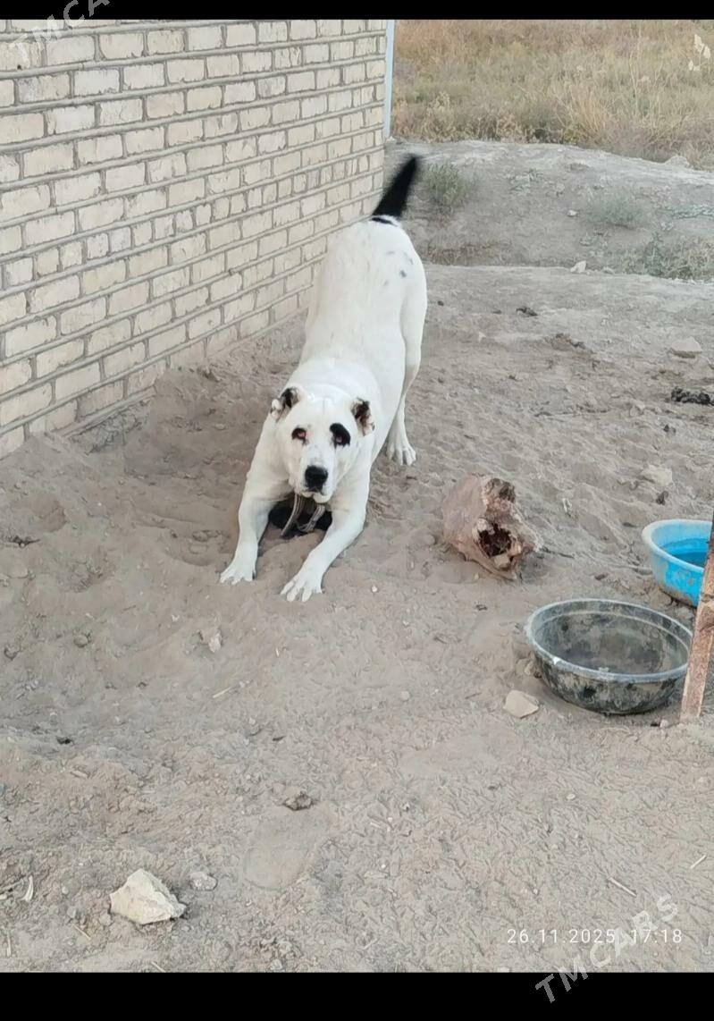 gara goz - Murgap - img 3