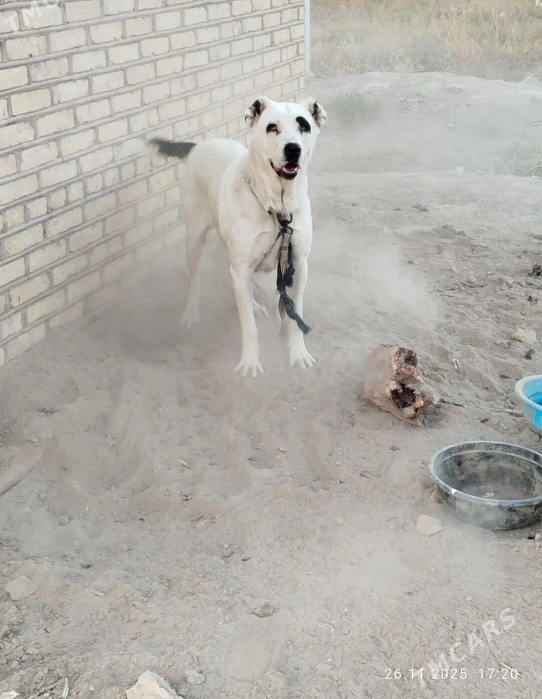 gara goz - Murgap - img 2