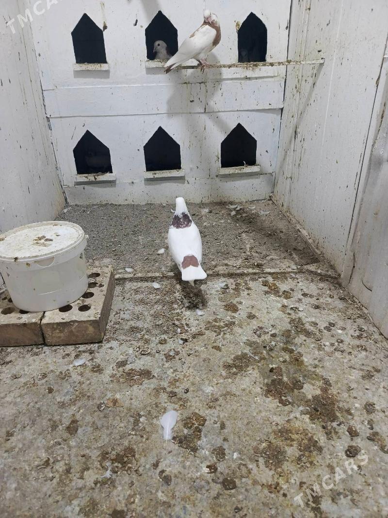 boyny gyzyl - Mary - img 2