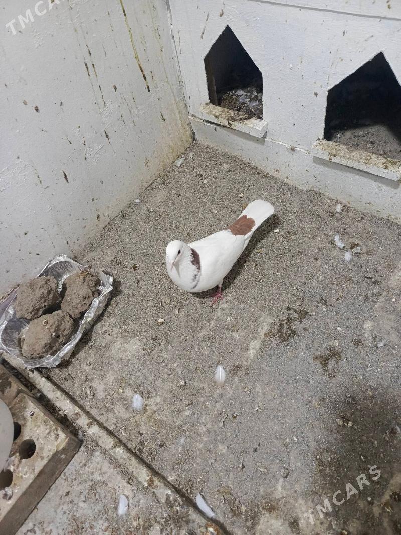 boyny gyzyl - Mary - img 3