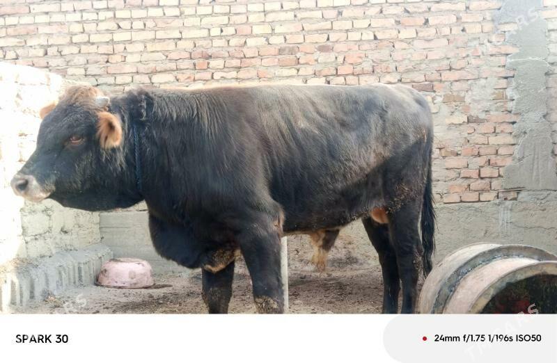 okuzokuz - Bäherden - img 2