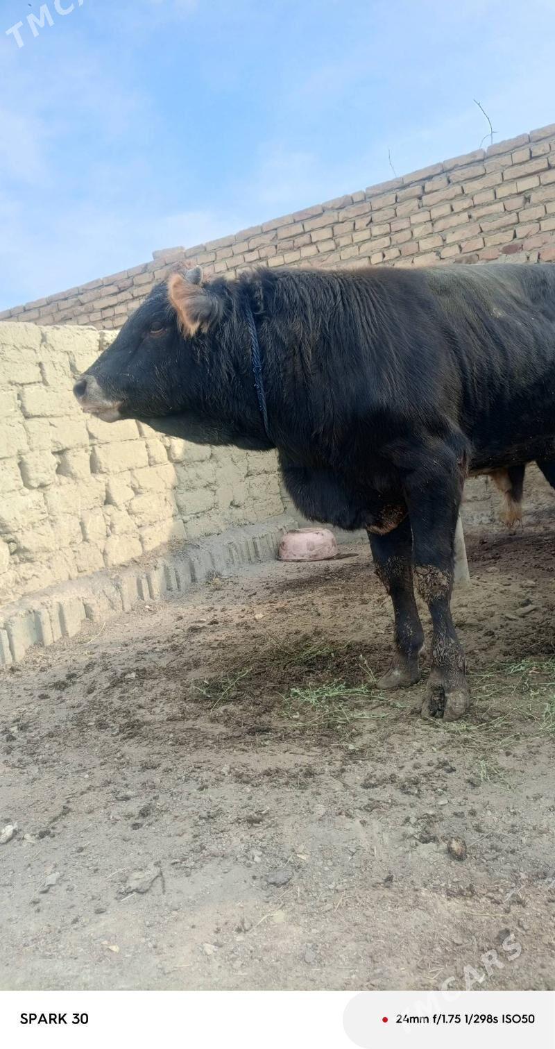 okuzokuz - Bäherden - img 1