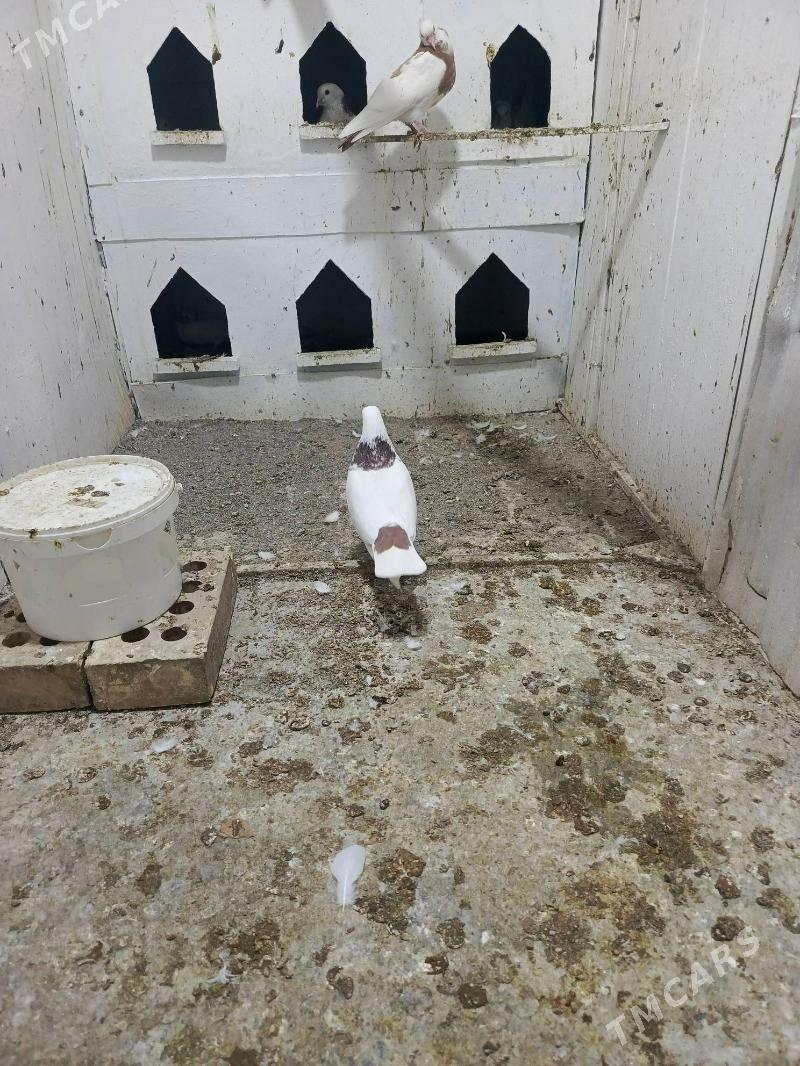 boyny gyzyl - Mary - img 4