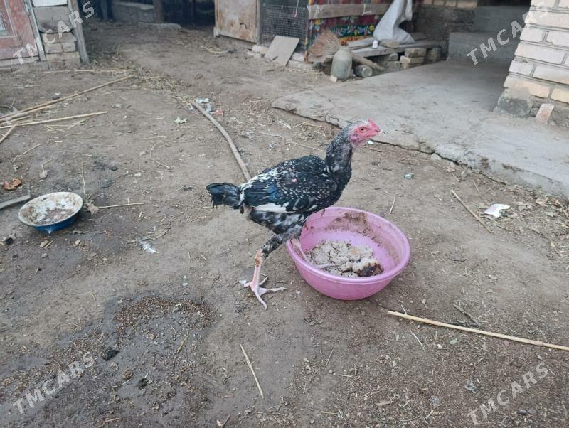 Türk - Türkmenabat - img 2