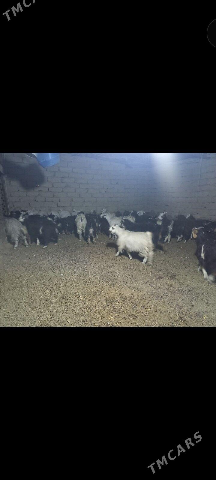 Cebis - Magtymguly - img 2