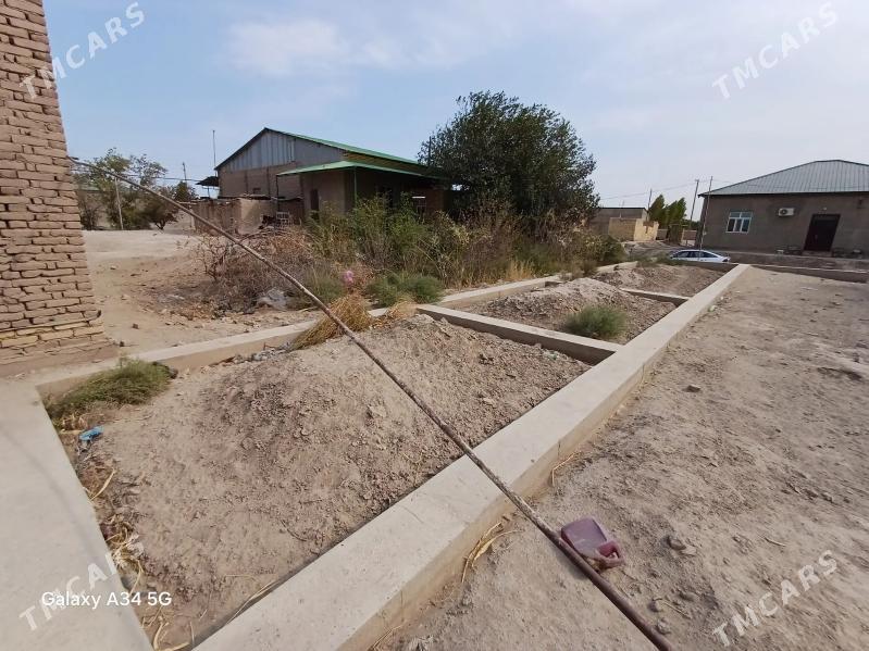 gulstanda jay. - Daşoguz - img 3