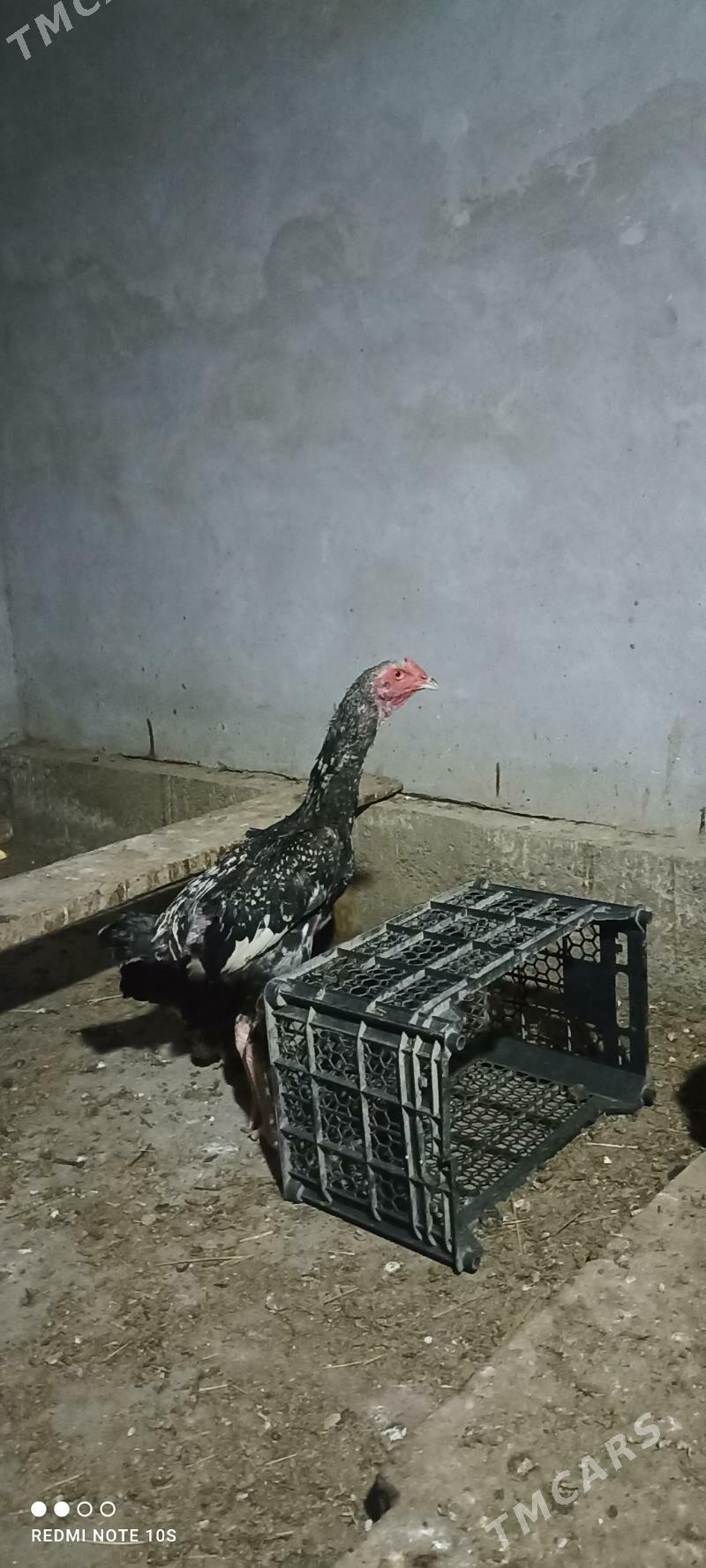 Türk - Türkmenabat - img 3