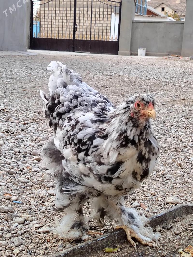 brama - Балканабат - img 5