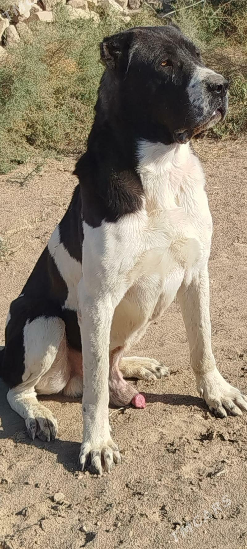 Alabay - Мургап - img 2