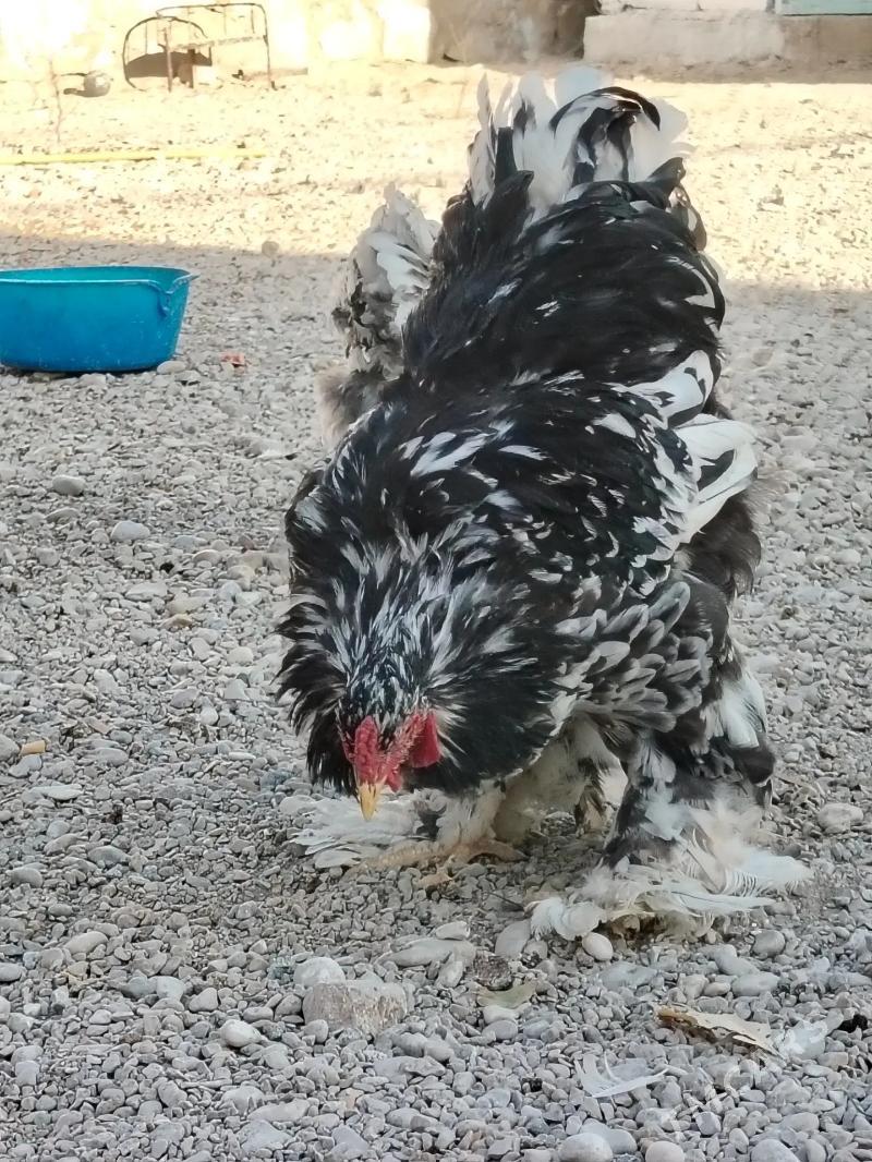 brama - Балканабат - img 2