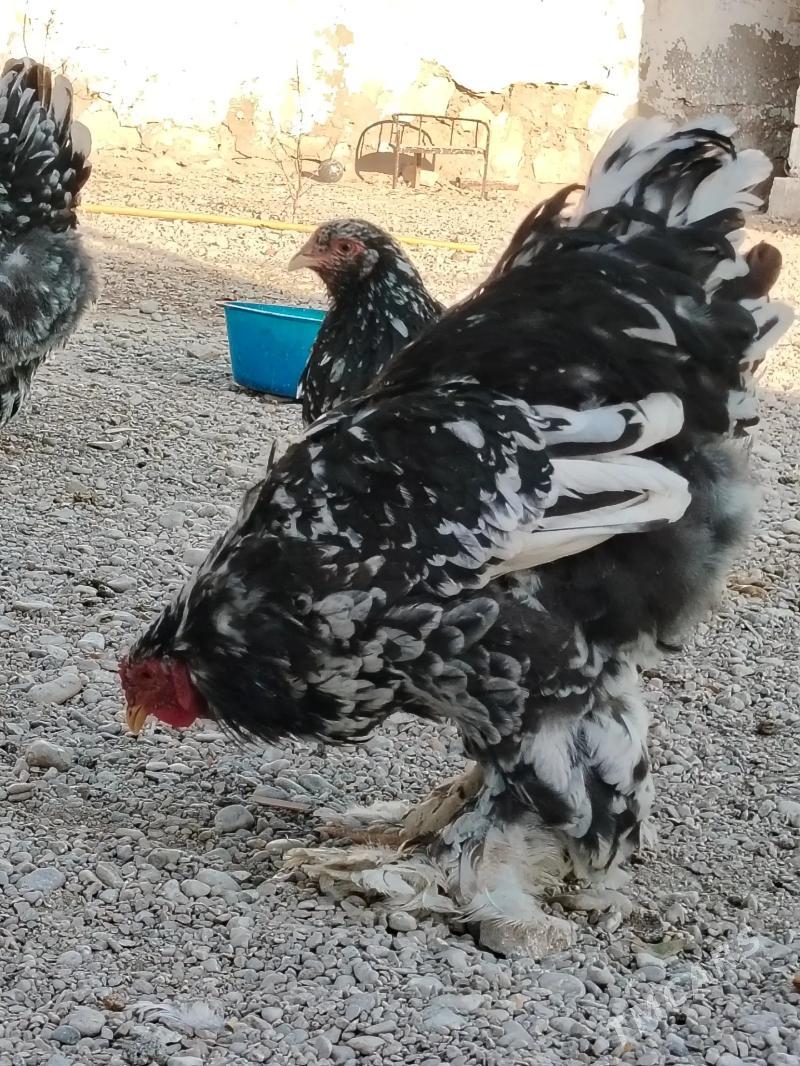 brama - Балканабат - img 4