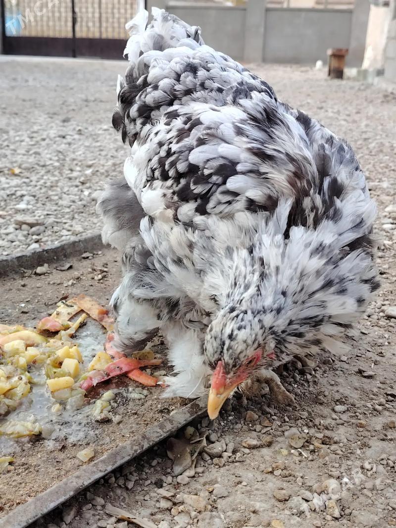 brama - Балканабат - img 9