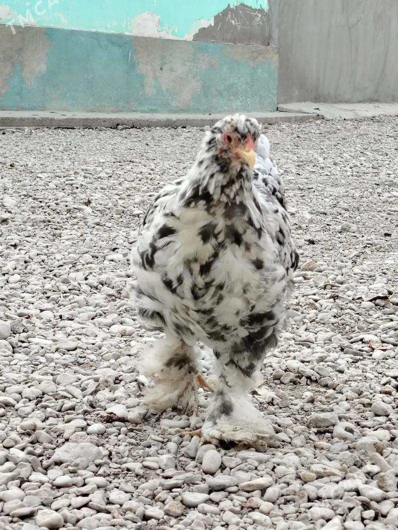 brama - Балканабат - img 7