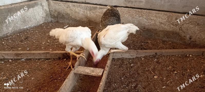 özbek - Türkmenabat - img 4