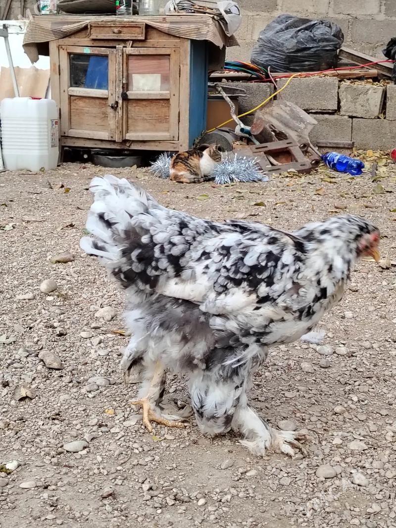 brama - Балканабат - img 8