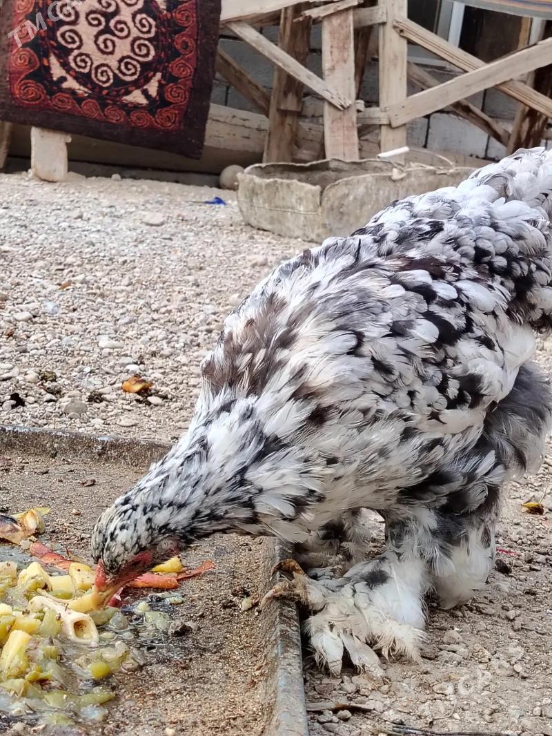 brama - Балканабат - img 6