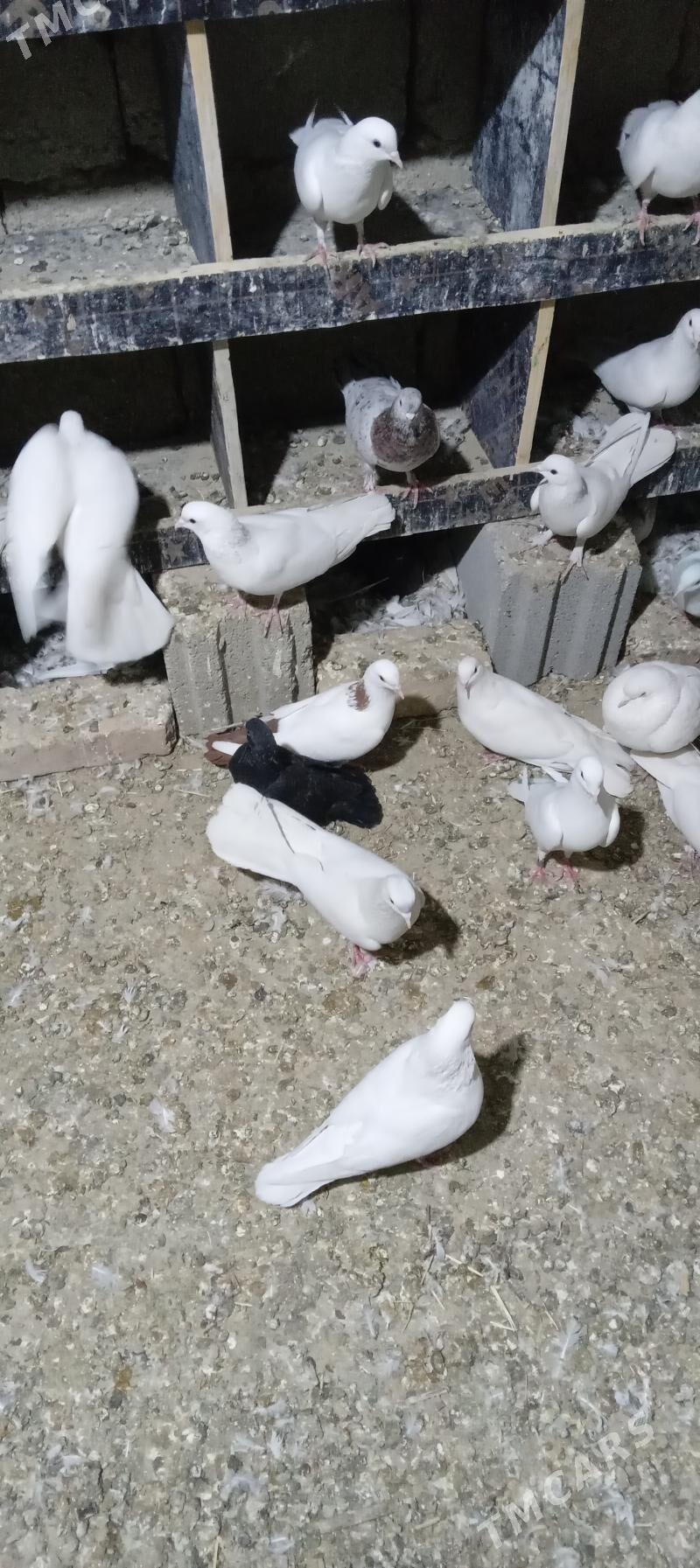 kepderi - Gökdepe - img 2