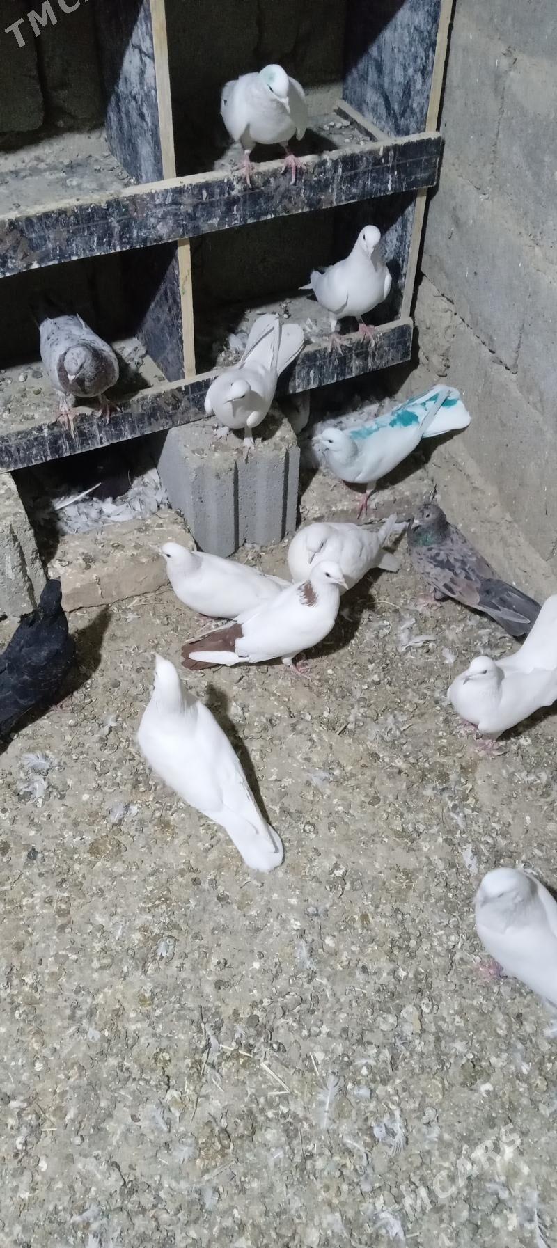 kepderi - Gökdepe - img 3