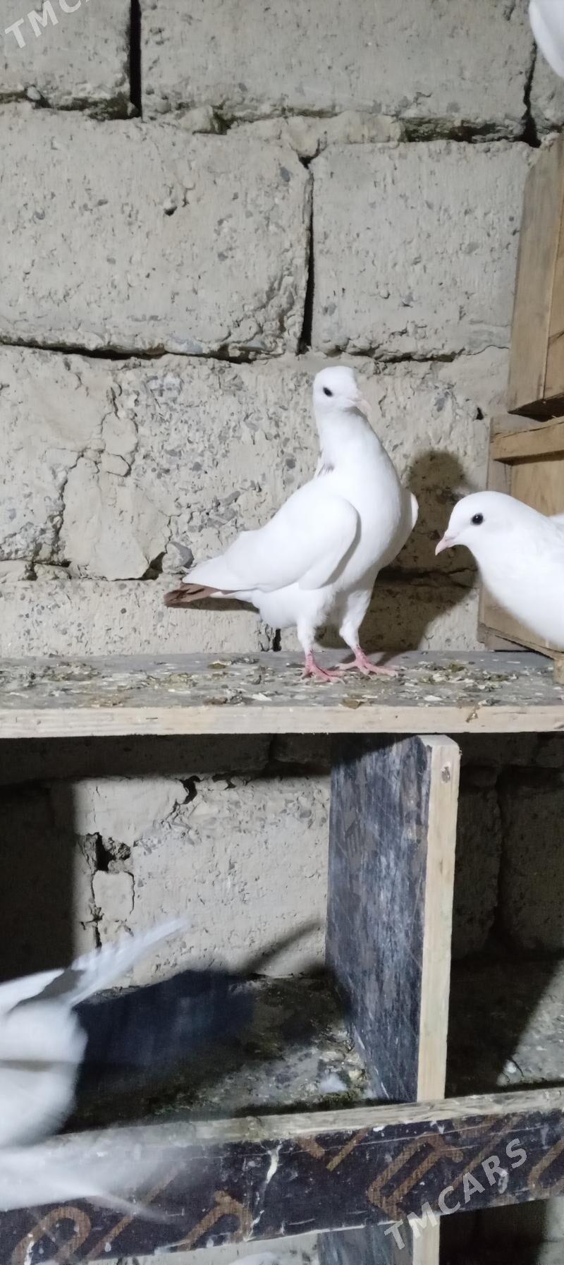 kepderi - Gökdepe - img 4