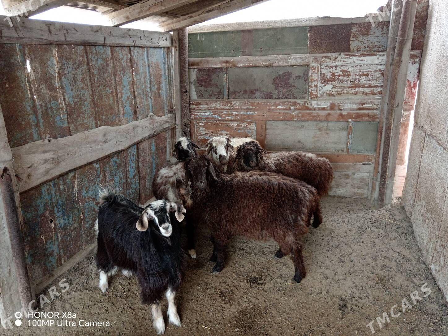 Goyunlar - Hazar - img 2